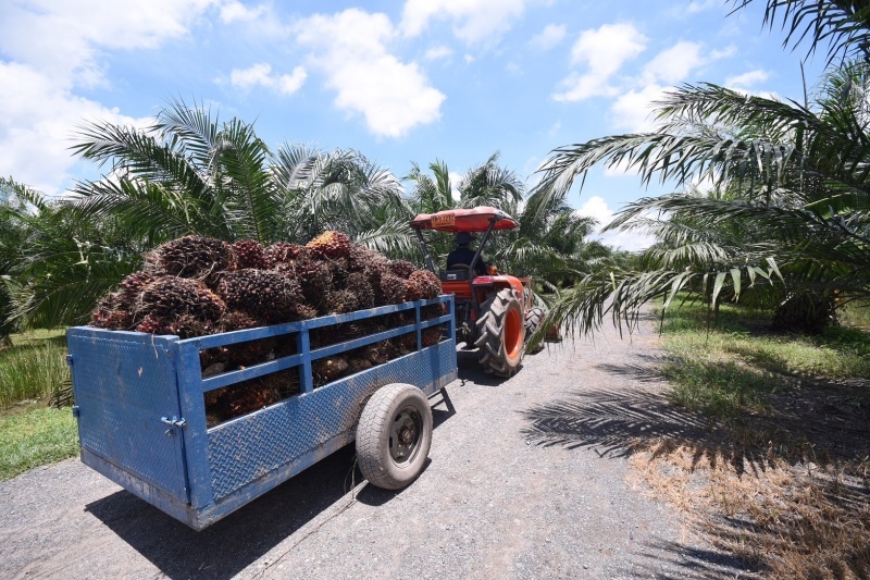 Bangchak Ready to Respond to Government's Call to Purchase B100  at a Standardized Price, Addressing Fluctuating Palm Oil Prices